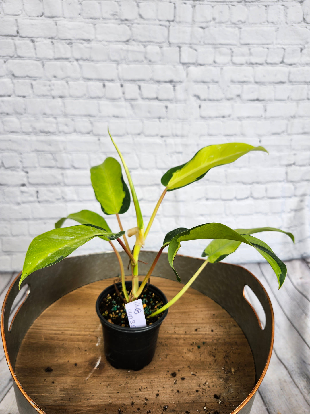 Philodendron Thai Sunrise (4in)-1148