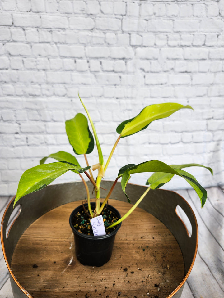 Philodendron Thai Sunrise (4in)-1148