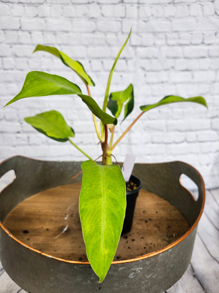 Philodendron Thai Sunrise (4in)-1148