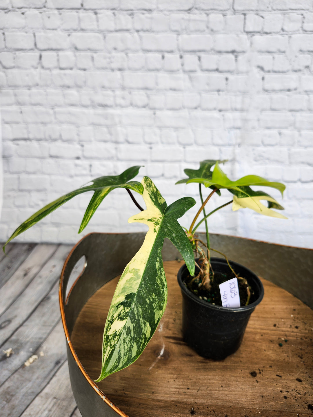 Philodendron Florida Beauty (4in)-1063