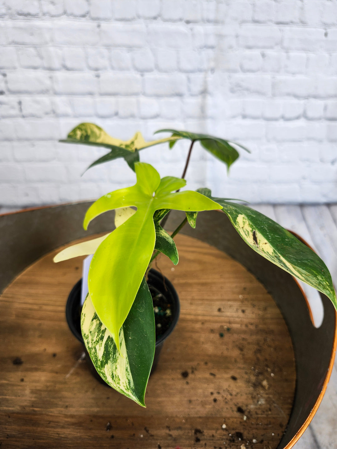 Philodendron Florida Beauty (4in)-1063