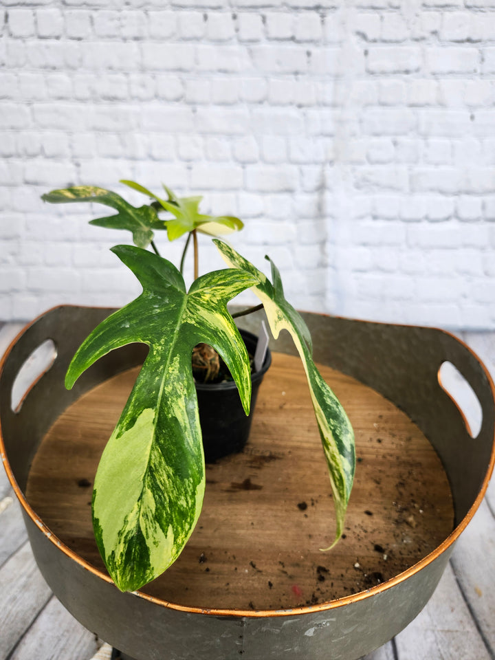 Philodendron Florida Beauty (4in)-1063