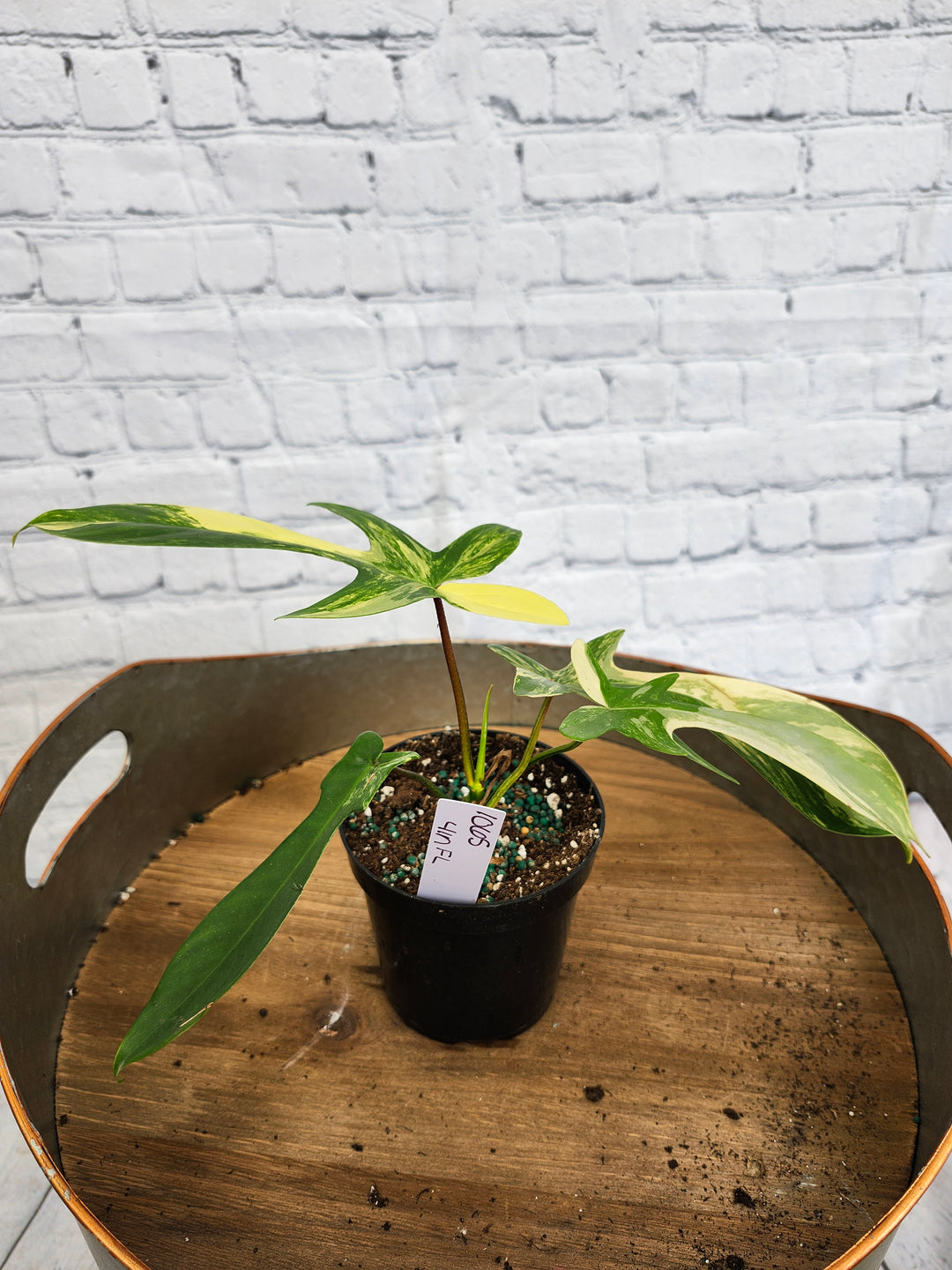 Philodendron Florida Beauty (4in)-1065