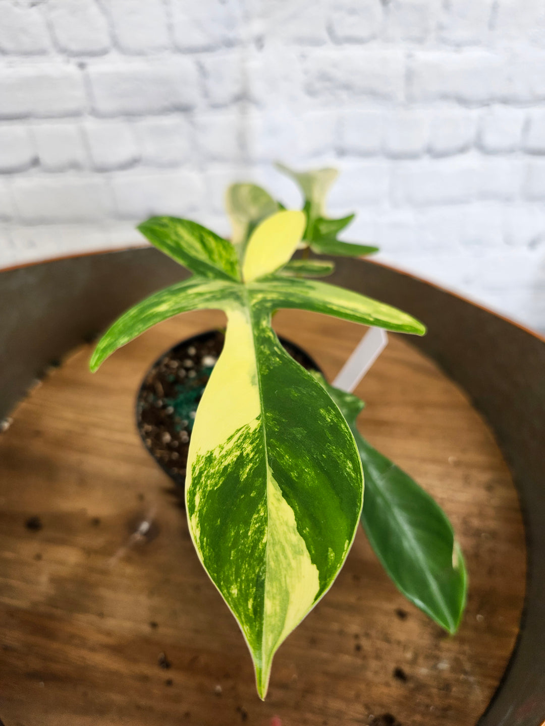 Philodendron Florida Beauty (4in)-1065