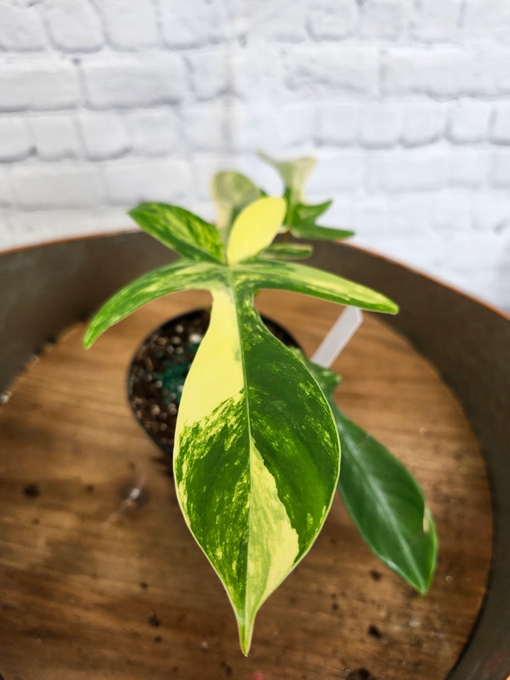 Philodendron Florida Beauty (4in)-1065