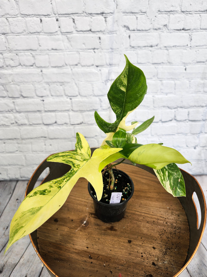 Philodendron Florida Beauty (4in)-1067