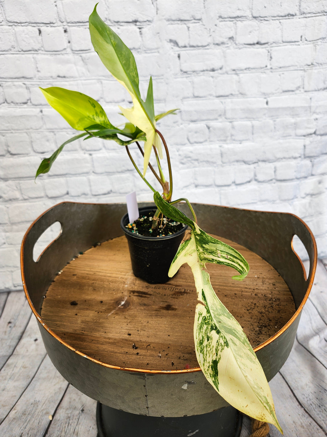 Philodendron Florida Beauty (4in)-1067