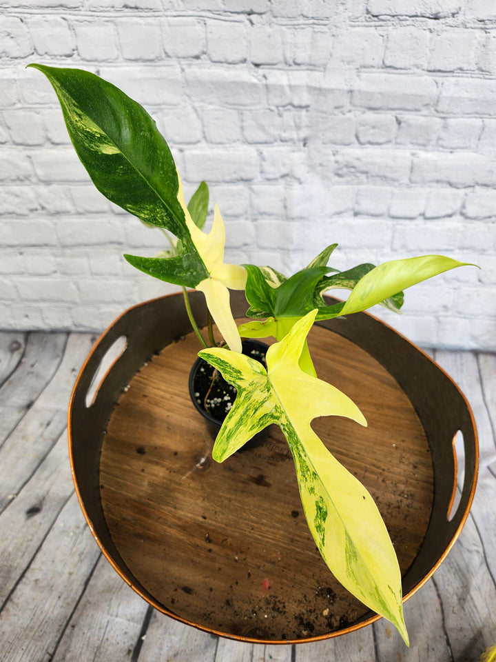 Philodendron Florida Beauty (4in)-1067