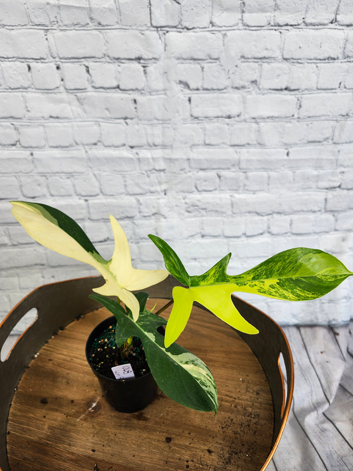 Philodendron Florida Beauty (4in)-1068