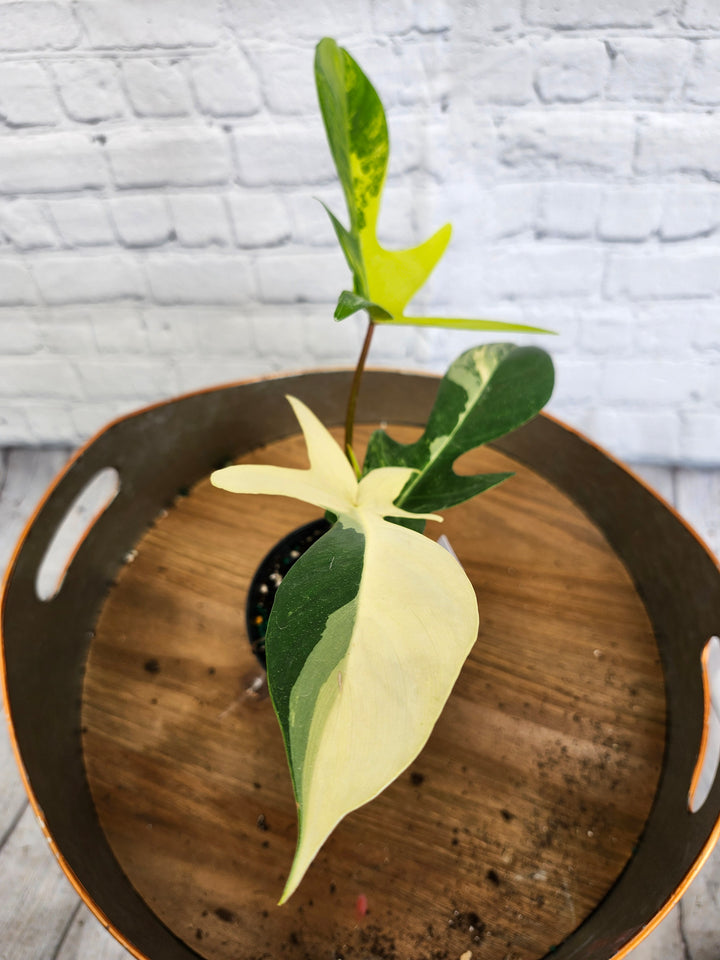 Philodendron Florida Beauty (4in)-1068