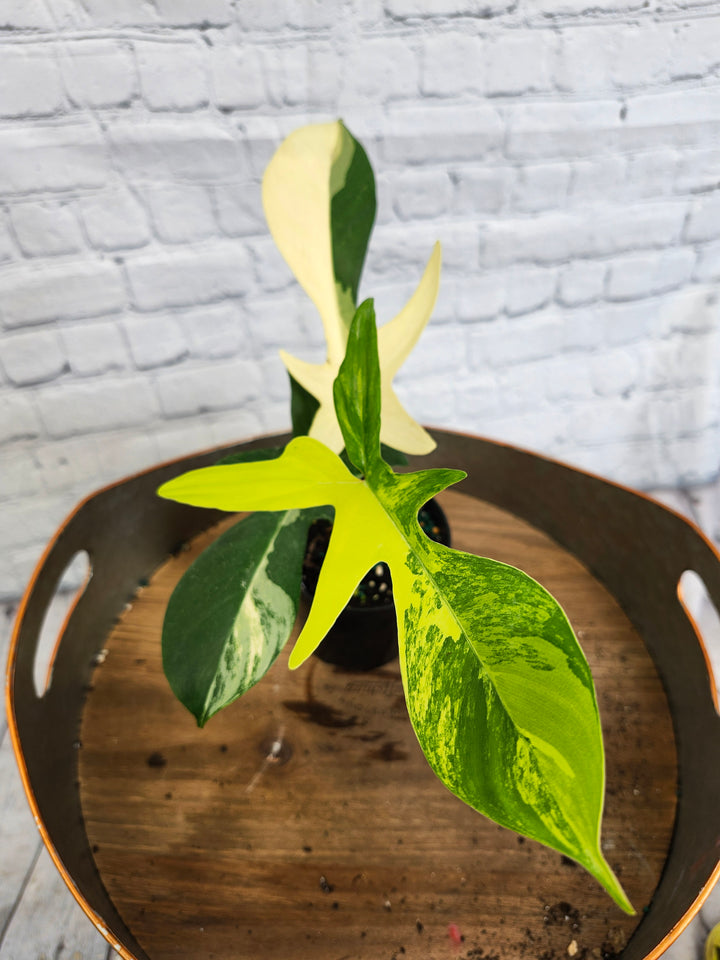 Philodendron Florida Beauty (4in)-1068