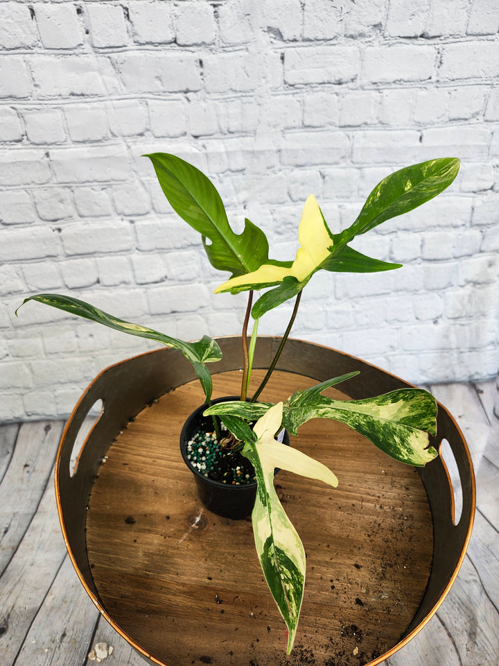 Philodendron Florida Beauty (4in)-1069