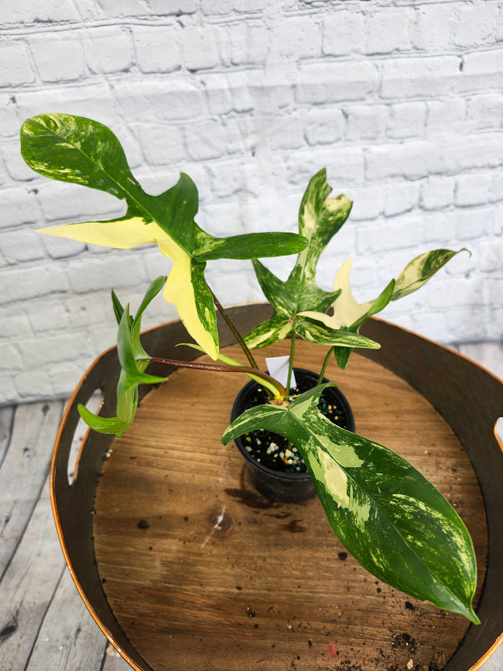 Philodendron Florida Beauty (4in)-1069