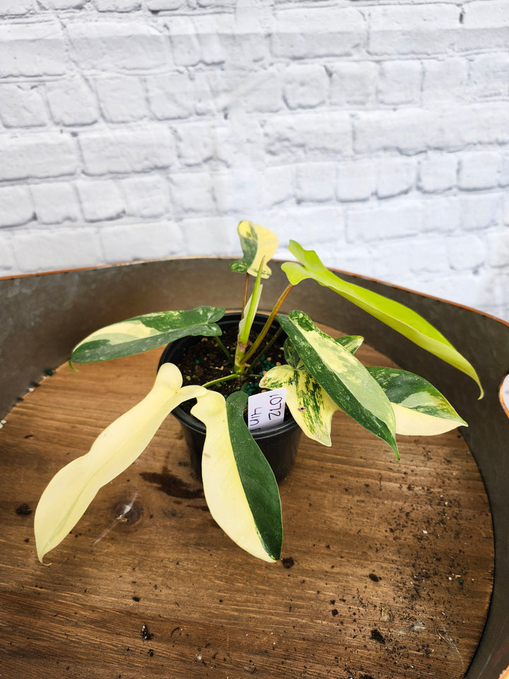 Philodendron Florida Beauty (4in)-1072