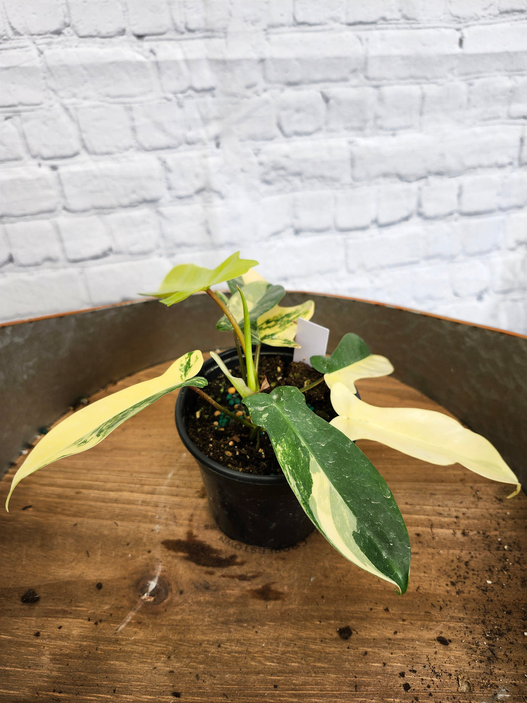 Philodendron Florida Beauty (4in)-1072