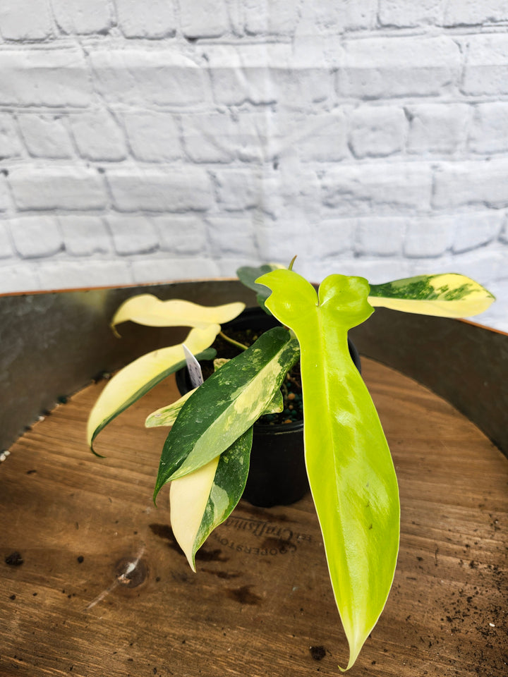 Philodendron Florida Beauty (4in)-1072