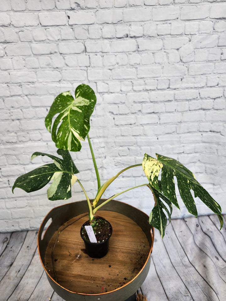 Monstera Thai Constellation (4in)-1043