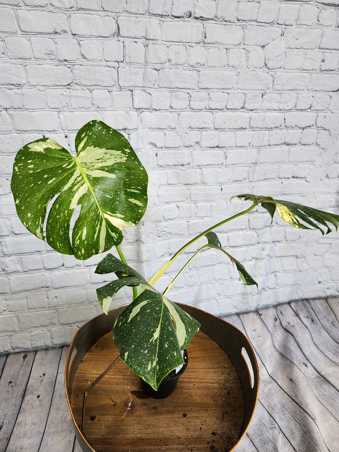 Monstera Thai Constellation (4in)-1043