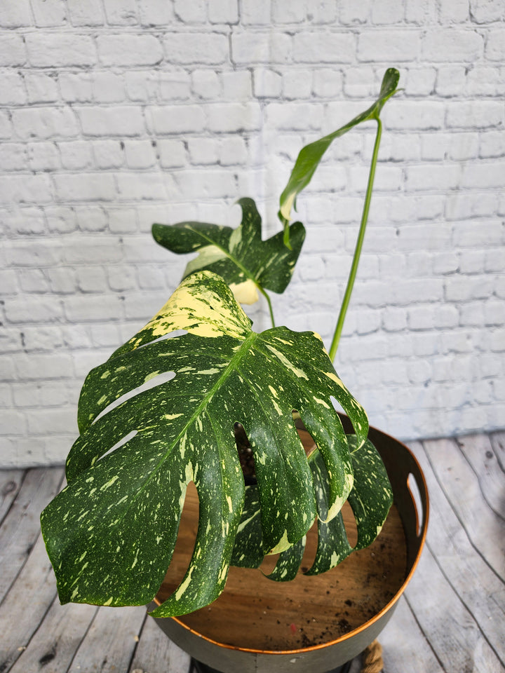 Monstera Thai Constellation (4in)-1043