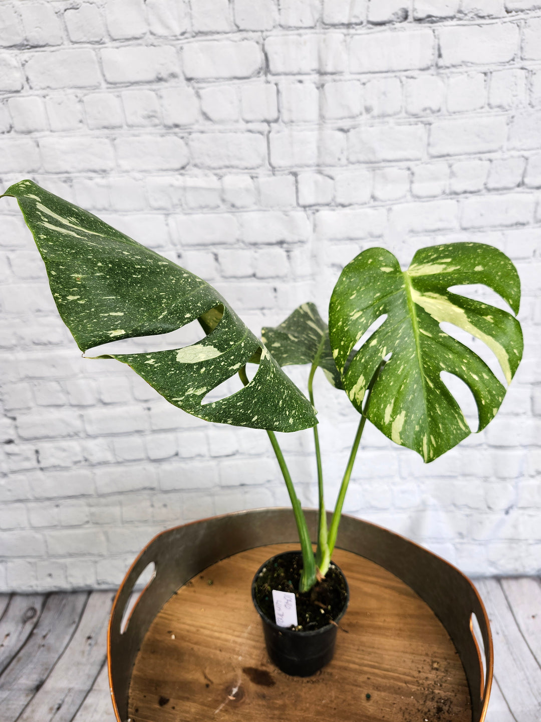 Monstera Thai Constellation (4in)-1046