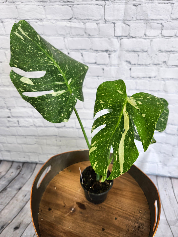 Monstera Thai Constellation (4in)-1046