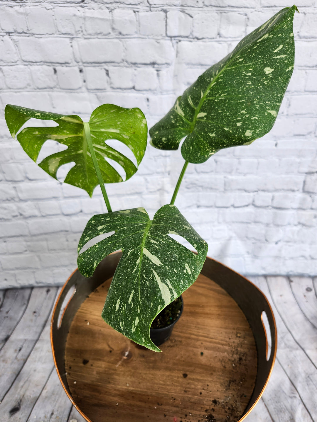 Monstera Thai Constellation (4in)-1046