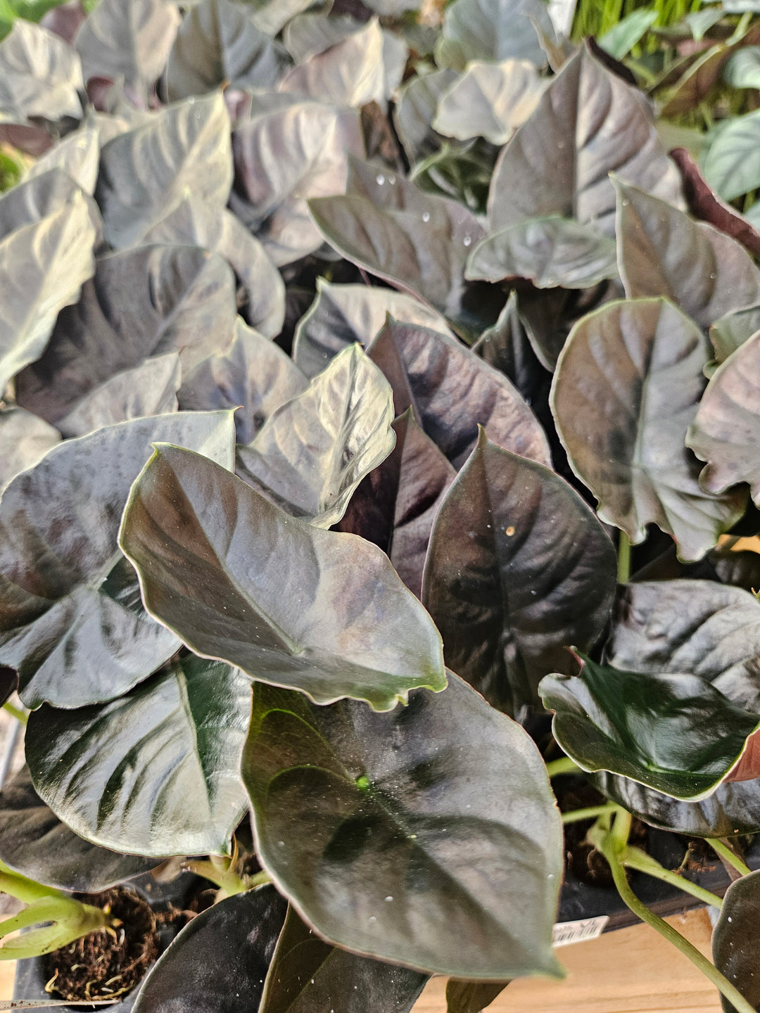 Alocasia Infernalis 'Kapit' Plug