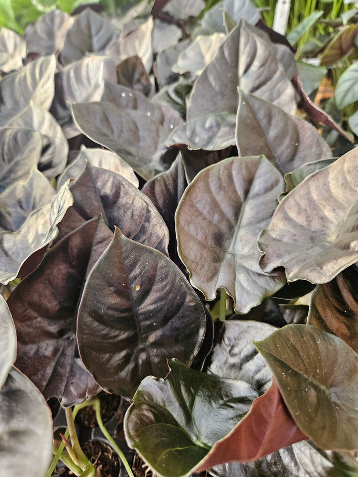 Alocasia Infernalis 'Kapit' Plug