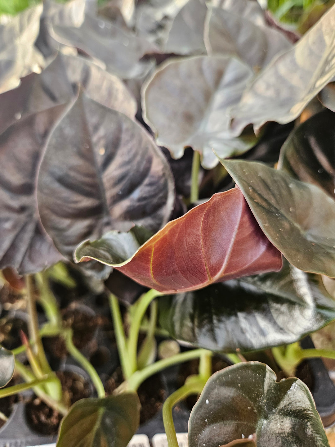 Alocasia Infernalis 'Kapit' Plug