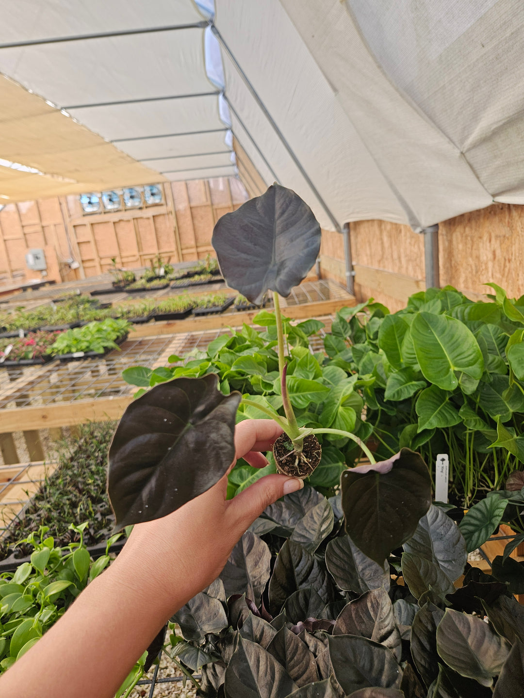 Alocasia Infernalis 'Kapit' Plug