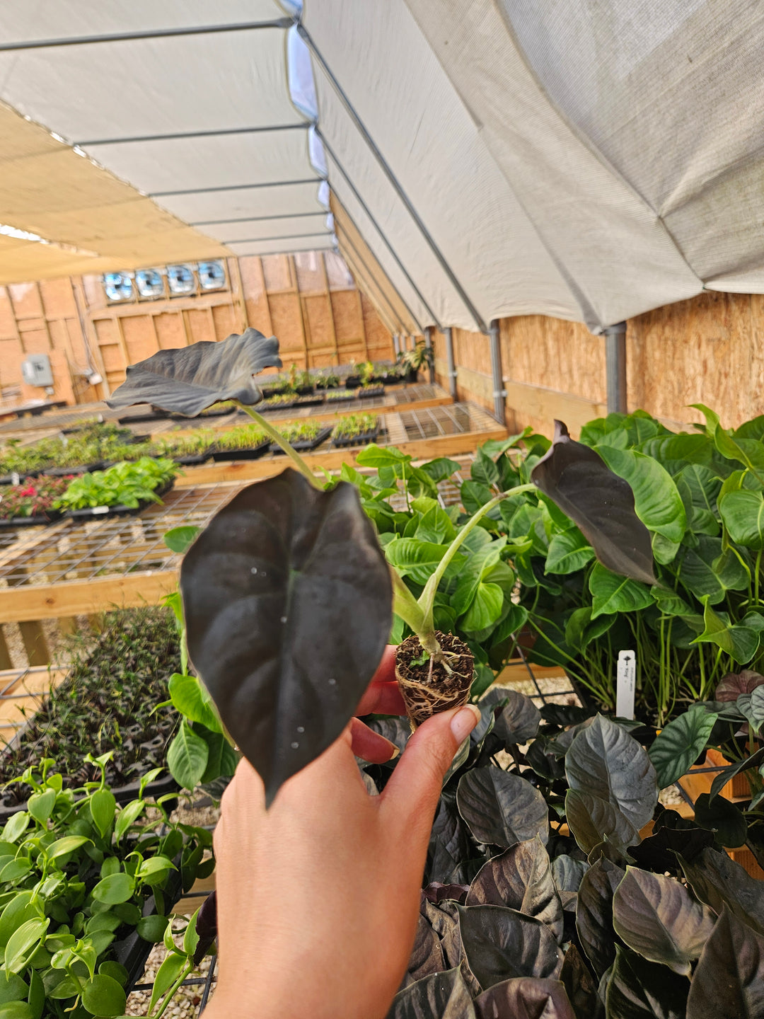 Alocasia Infernalis 'Kapit' Plug