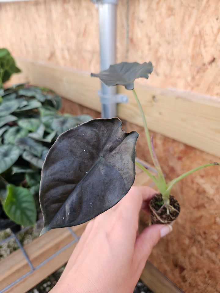 Alocasia Infernalis 'Kapit' Plug