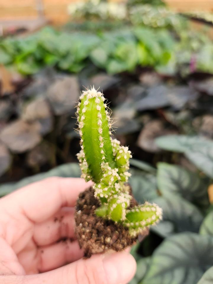 Fairy Castle Cactus Plug