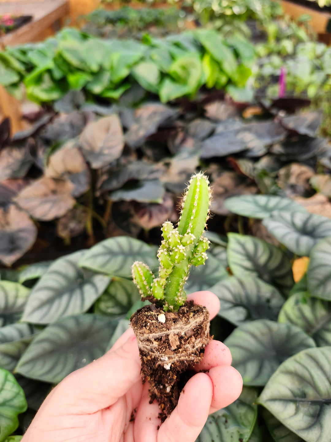 Fairy Castle Cactus Plug