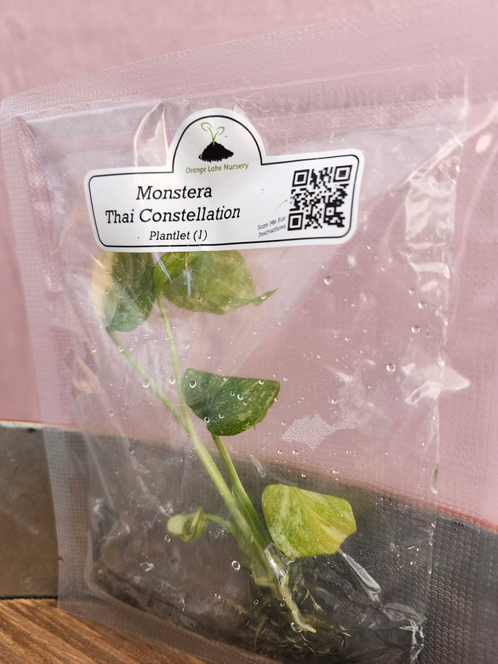 Monstera Thai Constellation Tissue Culture