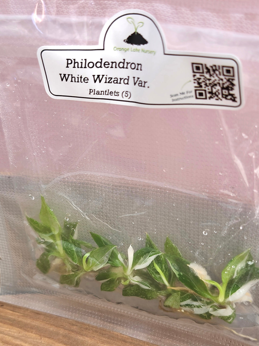 Philodendron White Wizard Tissue Culture