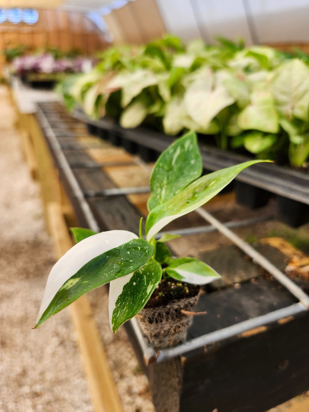 Philodendron White Princess