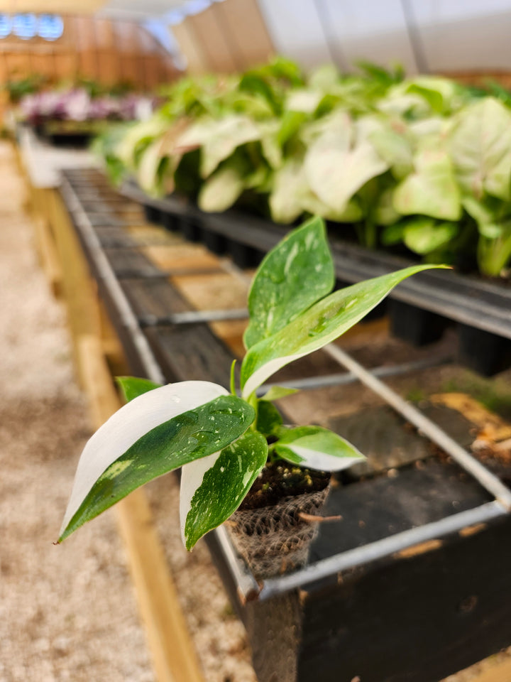 Philodendron White Princess