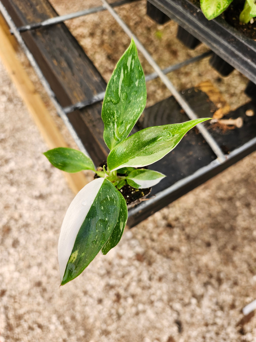 Philodendron White Princess