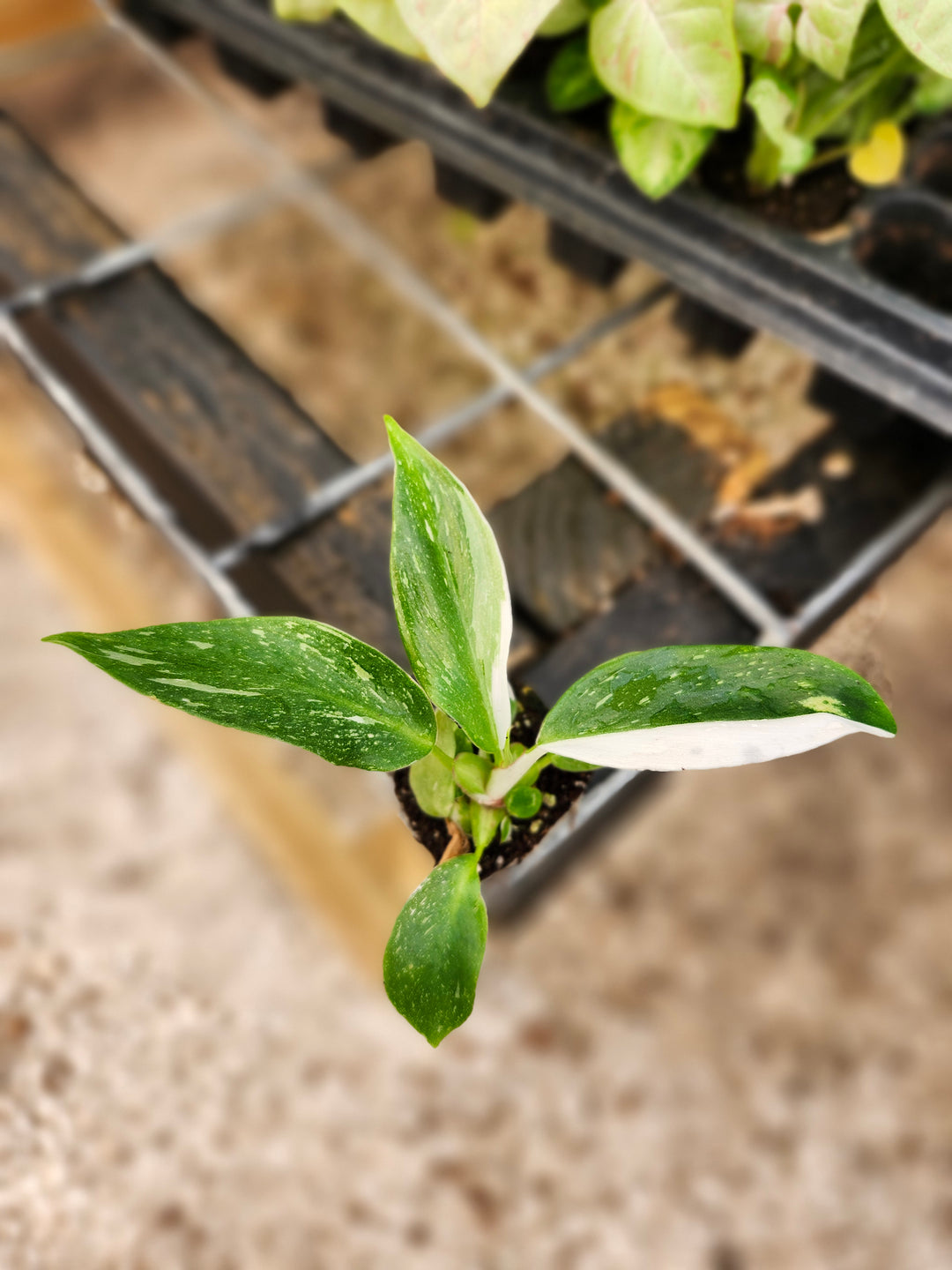 Philodendron White Princess