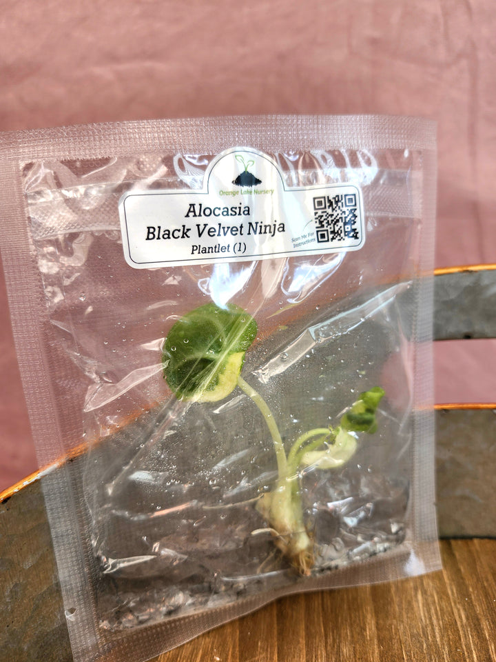 Alocasia Variegated Black Ninja tissue culture in sealed packaging, ideal for plant enthusiasts.