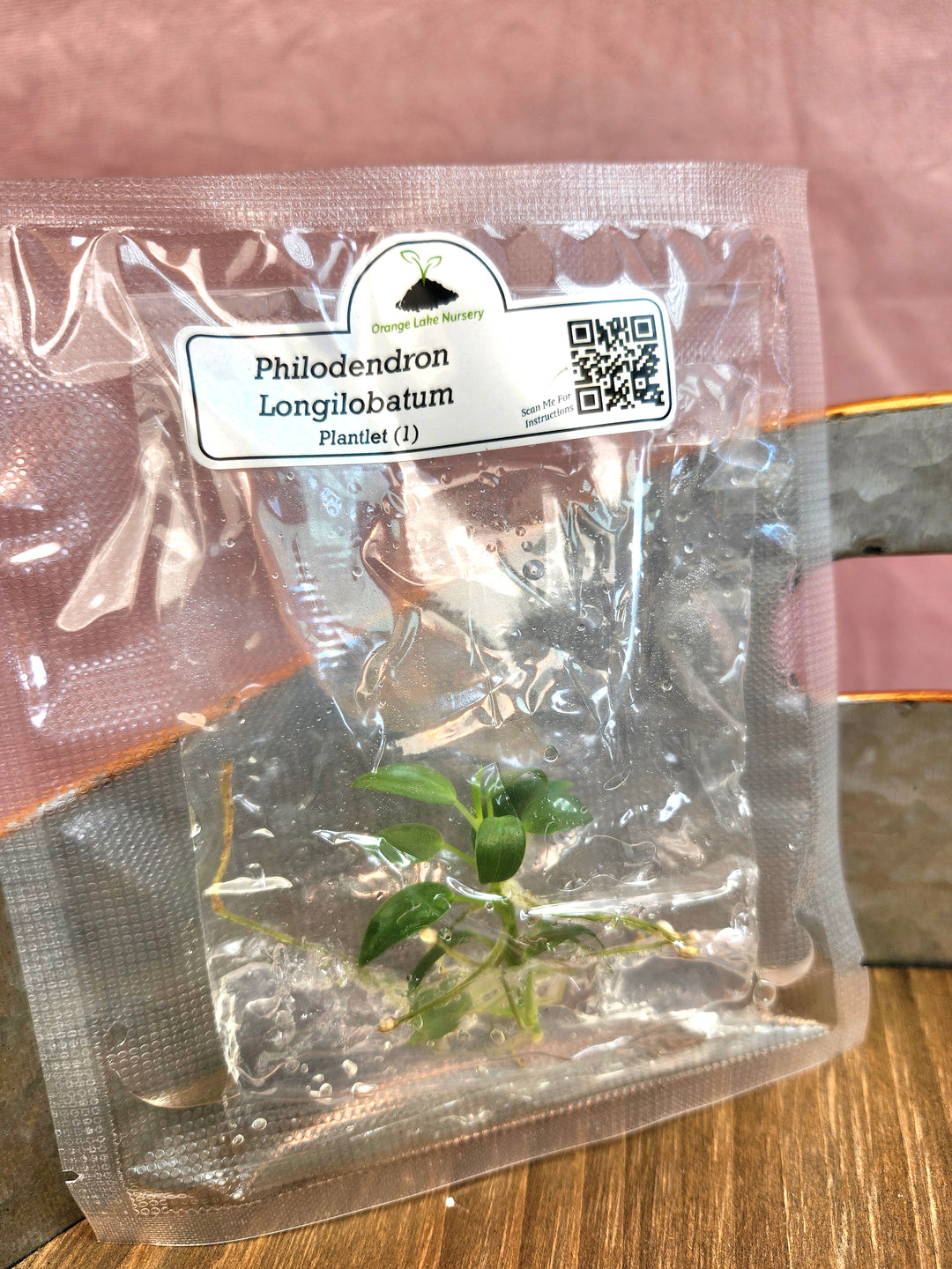 Philodendron Longilobatum Tissue Culture