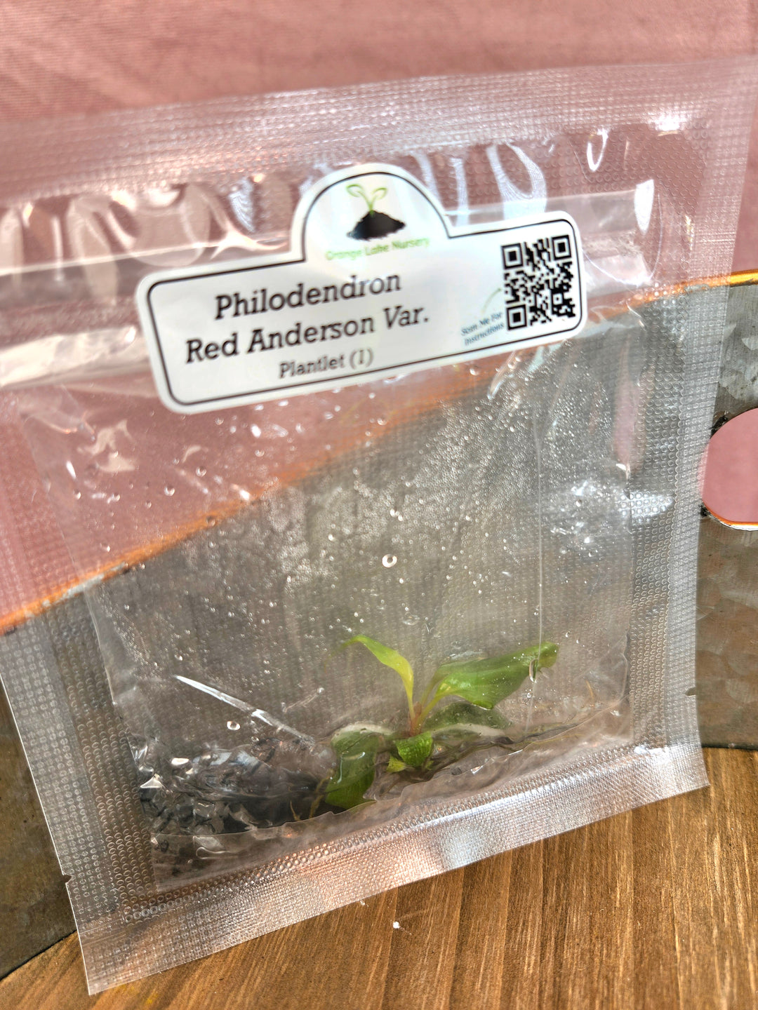 Philodendron Red Anderson Tissue Culture