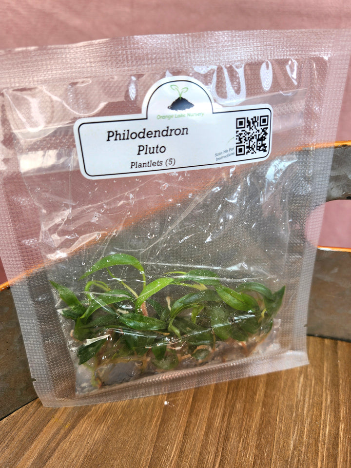 Philodendron Pluto Tissue Culture