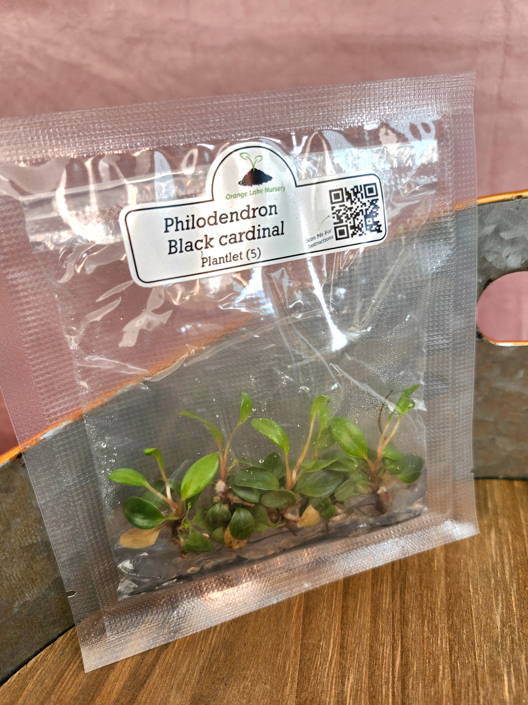 Philodendron Black Cardinal Tissue Culture