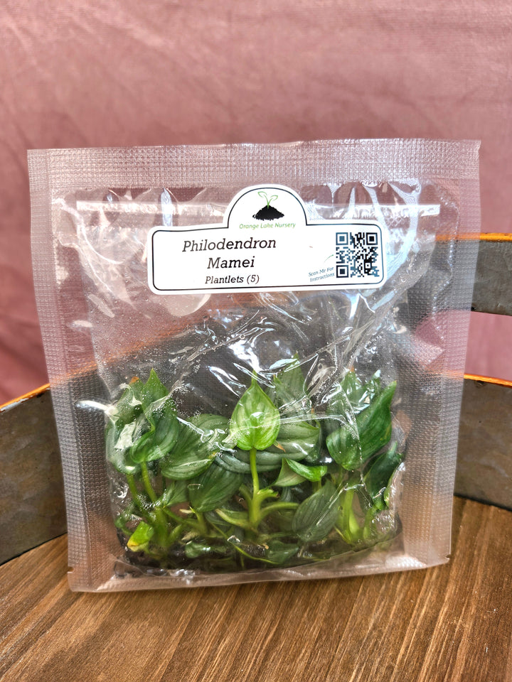 Philodendron Mamei Tissue Culture