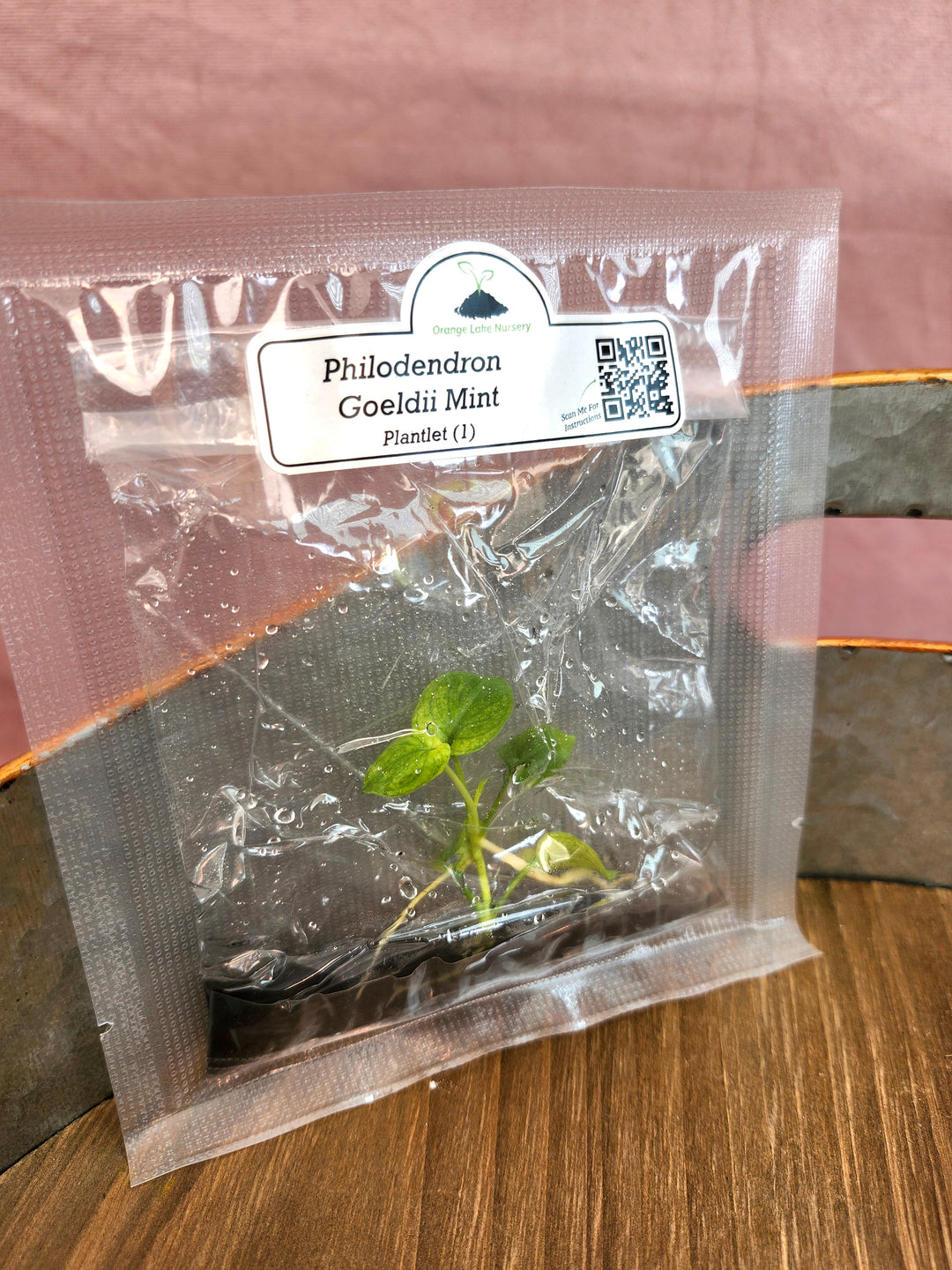 Philodendron Goeldii Mint Tissue Culture