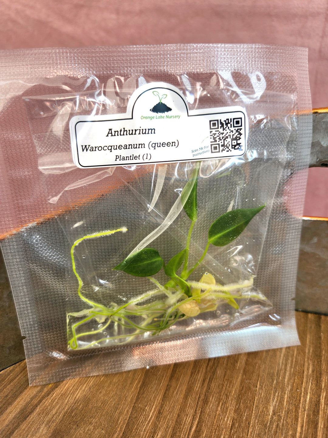 Anthurium Warocqueanum Queen Tissue Culture