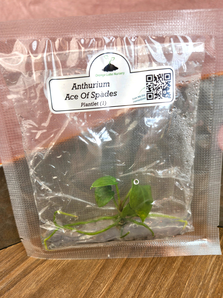 Anthurium Ace Of Spades Tissue Culture