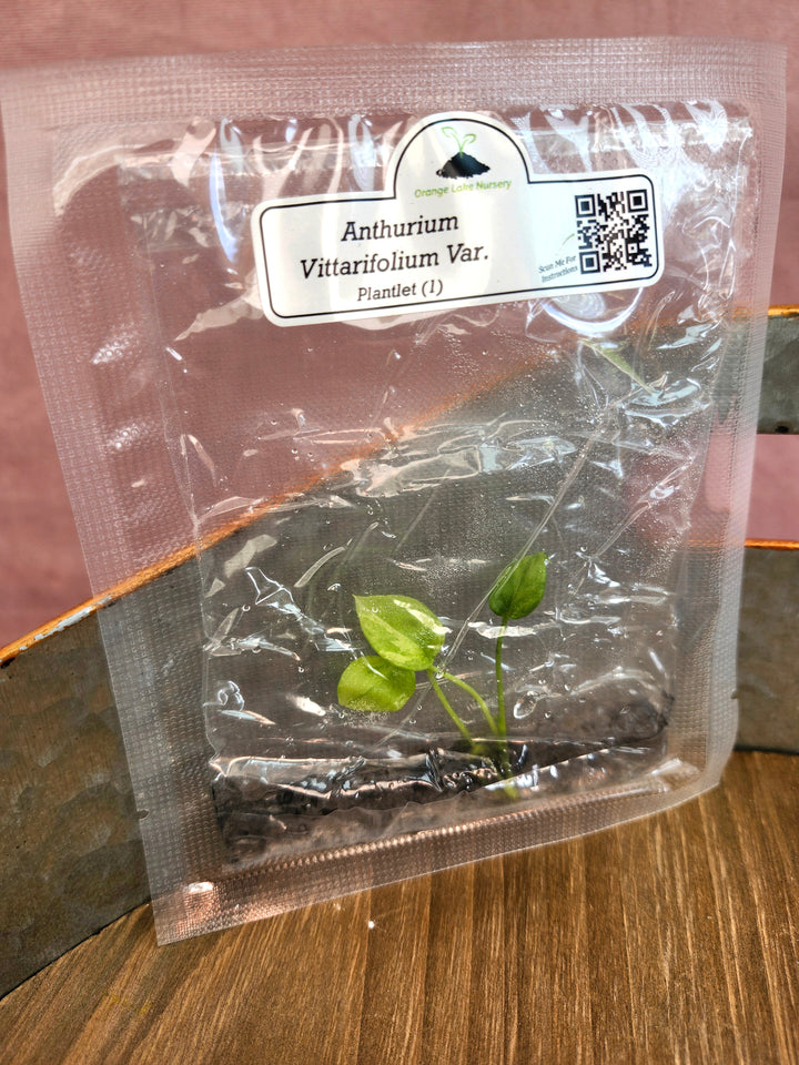 Anthurium Vittarifolium Variegated Tissue Culture in a sealed package on a table.